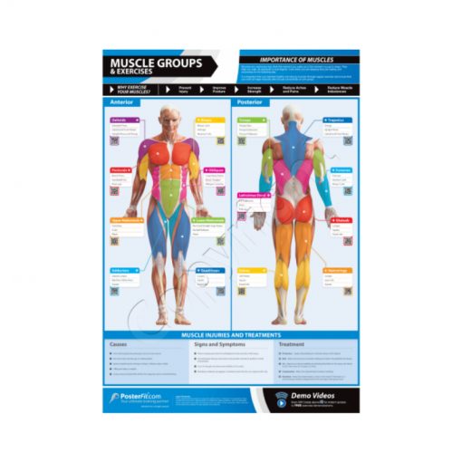 Poster Fit Muscle Groups and Exercises Poster